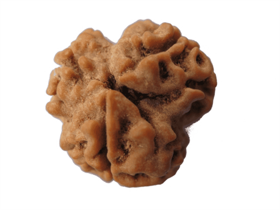 Unlocking the Power of 3 Mukhi Rudraksha: Benefits and Significance